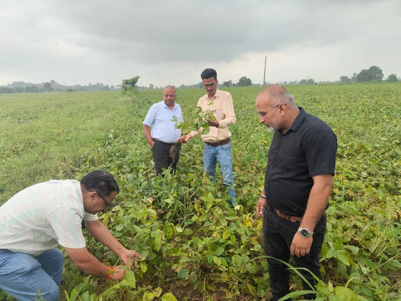 अटारीखेजडा क्षेत्र में कृषि अधिकारियों ने सोयाबीन एवं उडद फसलों की स्थिति का लिया जायजा